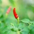 Chilly peppers , Chilly tree , Chilly plant Royalty Free Stock Photo