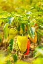 Chilly peppers , Chilly tree , Chilly plant. Thai pepper, Prik. Royalty Free Stock Photo