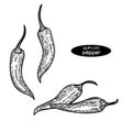 Chilly peppers illustration