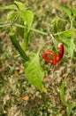 Chilly plant Royalty Free Stock Photo