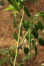 Chilly Plant with Chillies Royalty Free Stock Photo