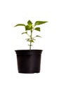 Chilly plant. Royalty Free Stock Photo