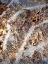 Chilly and Swirling Ice Texture Close Up with Fallen Leaves