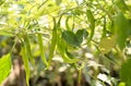 Chilly tree , Chilly plant Royalty Free Stock Photo