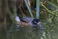 Chiloe Wigeon, Anas sibilatrix