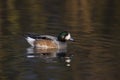 Chiloe wigeon, Anas sibilatrix