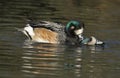 Chiloe Wigeon