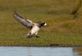 Chiloe Wigeon, Chileense Smient, Anas sibilatrix