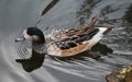 Chiloe wigeon Royalty Free Stock Photo