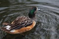 Chiloe wigeon Mareca sibilatrix Royalty Free Stock Photo