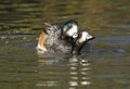 Chiloe Wigeon mating Royalty Free Stock Photo