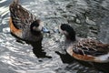 Chiloe wigeon Royalty Free Stock Photo