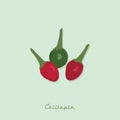 chiltepin peppers. Vector illustration decorative design