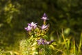 Chiltern gentian with flower in autumn in Germany Royalty Free Stock Photo