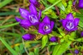 Chiltern gentian, Gentianella germanica Royalty Free Stock Photo