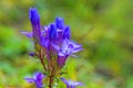 Chiltern gentian, Gentianella germanica Royalty Free Stock Photo