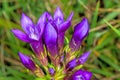 Chiltern gentian, Gentianella germanica Royalty Free Stock Photo