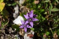 Chiltern gentian (Gentianella germanica) Royalty Free Stock Photo