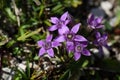 Chiltern gentian (Gentianella germanica) Royalty Free Stock Photo