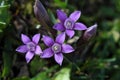 Chiltern gentian (Gentianella germanica) Royalty Free Stock Photo