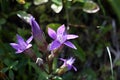 Chiltern gentian (Gentianella germanica) Royalty Free Stock Photo