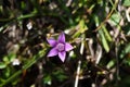 Chiltern gentian (Gentianella germanica) Royalty Free Stock Photo