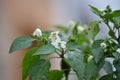 Chily peppers flowers plant