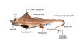 Chimaera