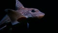 Chimaera fish Moving slowly to conserve energy