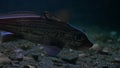 Chimaera fish Moving slowly to conserve energy