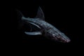 chimaera ghost shark gliding gracefully in the darkness