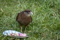 Chimango bird eating cake