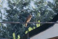 Chimango Caracara (Daptrius chimango) bird alertly staring at the floor from electric cables with an urban forest blurry