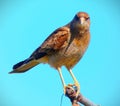 Chimango caracara with a defiant look Royalty Free Stock Photo