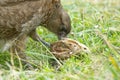 Chimango caracara eating a fish