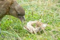 Chimango caracara eating a fish