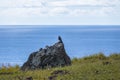 Chimango caracara falcon - Easter Island, Chile