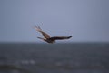 Chimango caracara flying over the sea , bear the seashore Royalty Free Stock Photo