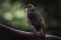 Chimango Caracara - Bird of Prey Royalty Free Stock Photo
