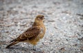 A Chimango caracara ` Milvago chimango `