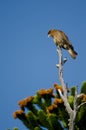 Chimango caracara Milvago chimango perched on a tree.