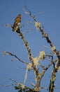 Chimango caracara Milvago chimango on a tree.