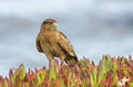 Chimango caracara perched on herbs