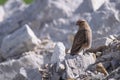 Chimango caracara perched on a white rock Royalty Free Stock Photo