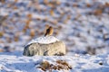 Chimango caracara, Phalcoboenus chimango, birds of prey sitting on the stone with stone. Wild chimango hawk in the nature habitat