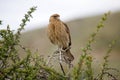 Chimango caracara Phalcoboenus chimango