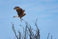 Chimango caracara Phalcoboenus chimango, a medium sized raptor native to the Southern Cone.