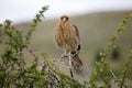 Chimango caracara Phalcoboenus chimango