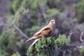 Chimango caracara Phalcoboenus chimango Patagonian bird of prey, Argentina