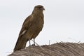 Chimango Caracara sitting on a straw roof